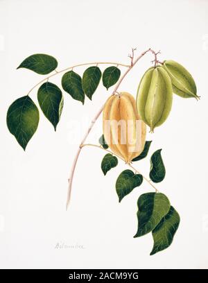 Cucumber tree (Averrhoa bilimbi) fruits. This watercolour is plate 40 from one of a set of three volumes by the Indian-born British artist and amateur Stock Photo