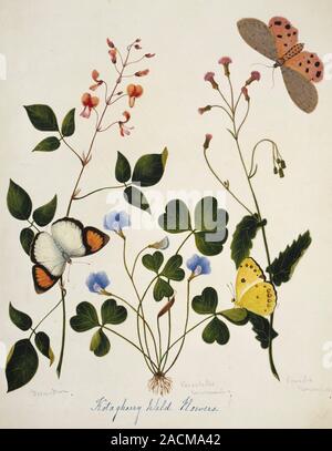 Indian butterflies and flowers. Butterflies feeding on Kotagherry (Kotagiri) wild flowers. This watercolour is plate 10 from one of a set of three vol Stock Photo