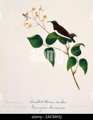 Crimson-backed sunbird (Nectarinia minima). This watercolour is plate 37 from 'Neilgherry Birds and Miscellaneous' (1858) by the Indian-born British a Stock Photo