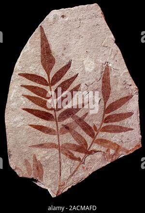 Fossilised Rhus (Rhus stellariaefolia) leaf. This specimen, which measures 11 centimetres in length, was found in Colorado, USA, and dates to the Late Stock Photo