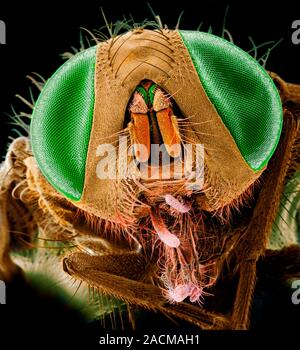 House fly (Musca domestica) head, coloured scanning electron micrograph (SEM). The large compound eyes are green. Magnification: x33 when printed at 1 Stock Photo
