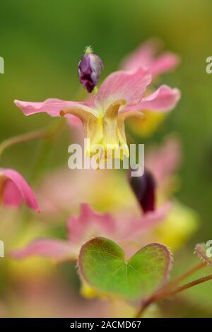 Epimedium x versicolor 'Cupreum'. Stock Photo