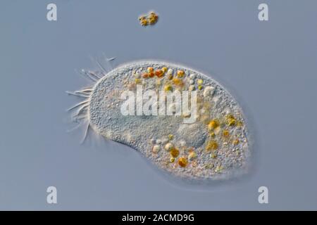 Hypotrich protozoan. Differential interference contrast micrograph of the ciliate hypotrich protozoan Kerona pediculus. These protozoa are known as ci Stock Photo