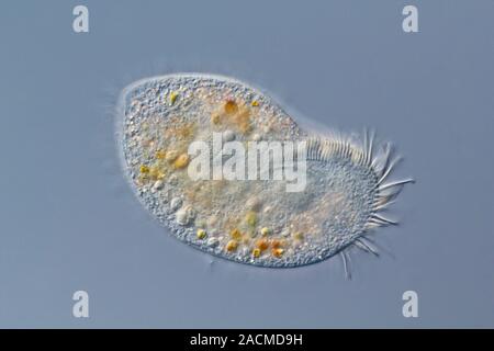 Hypotrich protozoan. Differential interference contrast micrograph of the ciliate hypotrich protozoan Kerona pediculus. These protozoa are known as ci Stock Photo