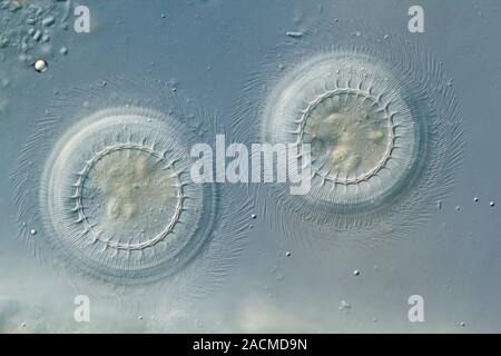 Hypotrich protozoan. Differential interference contrast micrograph of two Kerona pediculus ciliate hypotrich protozoans, showing the adhesive discs (i Stock Photo