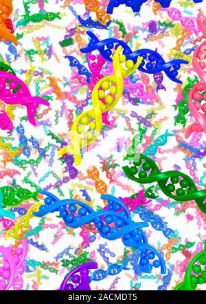 DNA molecules. Computer artwork showing numerous multi-coloured double stranded DNA (deoxyribonucleic acid) molecules. Stock Photo