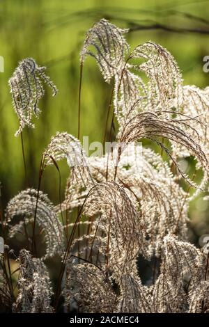 Feathery seed-heads of Miscanthus sinensis ‘Rotfeder’ in Winter Stock Photo