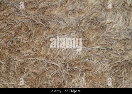 Buffalo fur Stock Photo