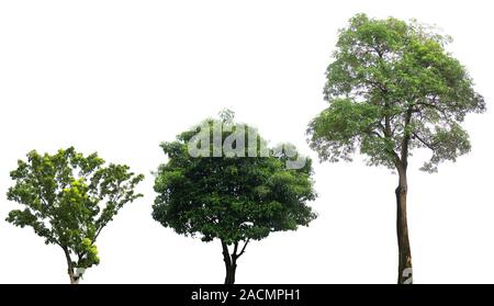 Green trees isolated on white Stock Photo