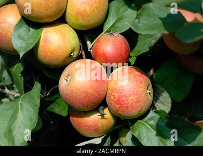 Apple (Malus domestica 'Roter Boskoop') showing ripening fruit. Stock Photo