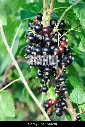 Ripening Blackcurrants (Ribes nigrum 'Titania') in Summer. Stock Photo