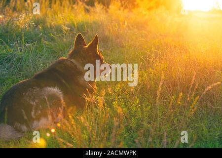 Dog gazing sunset in the countryside in the field. The dog sitting on the grass back to the camera Stock Photo