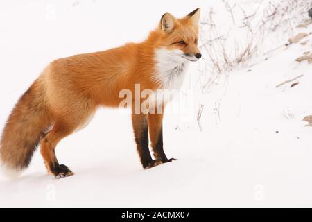 Arctic Wolf Stock Photo