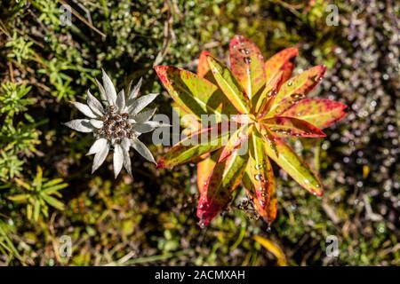 Colorful autumn leaves of Wallich Spurge, Himalayan Spurge (Euphobia wallichii) and a small Edelweiss (Leontopodium nivale), growing at the steep slop Stock Photo