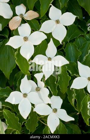Pacific Dogwood (Cornus nuttallii syn. Benthamidia nuttallii) in flower. Photographed in north California, USA. Stock Photo
