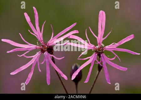 Ragged Robin (Lychnis flos-cuculi syn Silene flos-cuculi) in flower. Stock Photo