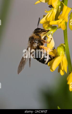 Solitary bee on melilot flowers. Solitary bee feeding on the flowers of a ribbed melilot (Melilotus officinalis) plant. Photographed in the UK, in Aug Stock Photo