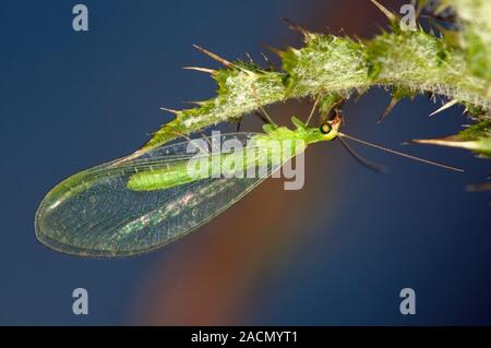 Green lacewing (Chrysopa sp.) on a thistle. Chrysopa sp. lacewings are common in much of North America, Europe and Asia. Photographed in the UK, in Ju Stock Photo