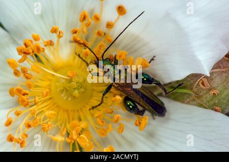 Green beetle on a rose. Oedemera nobilis beetle feeding on a wild dog rose (Rosa canina) flower. O. nobilis is a common species in Western Europe. Pho Stock Photo