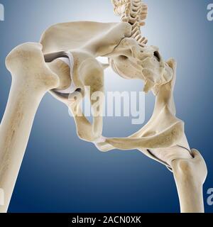 Hip ligaments. Computer artwork of a posterior oblique view of the hip bones and ligaments (white). At upper right the lumbar spine ends in the sacrum Stock Photo