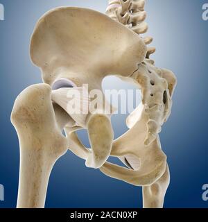 Hip ligaments. Computer artwork of a posterior oblique view of the hip bones and ligaments (white). At upper right the lumbar spine ends in the sacrum Stock Photo