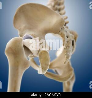 Hip ligaments. Computer artwork of a posterior oblique view of the hip bones and ligaments (white). At upper right the lumbar spine ends in the sacrum Stock Photo