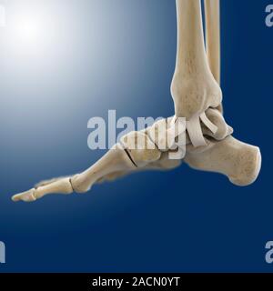 Inner ankle ligaments. Computer artwork of the bones and ligaments (white) of the right foot and ankle seen from the side. The two lower leg bones (up Stock Photo