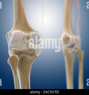 Knee ligaments. Computer artwork of a posterior view of the knee (left), showing some of the ligaments (white), membranes and other connective tissues Stock Photo