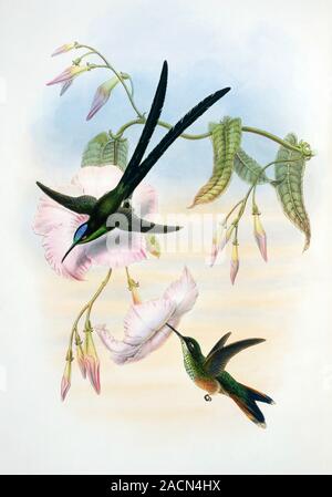 Scissor-tailed hummingbirds (Hylonympha macrocerca). Artwork from volume 1 of 'A Monograph of the Trochilidae, or Family of Hummingbirds' (1849-1861) Stock Photo