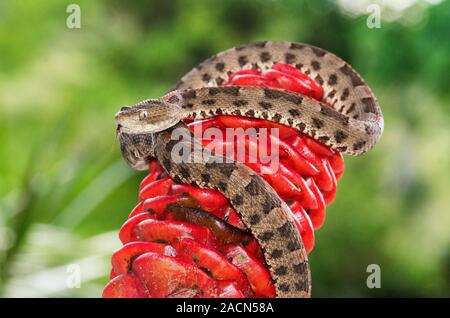 Hog-nosed viper (Porthidium sp.) on a plant. This is one of the seven venomous pitviper species from the genus Porthidium, found in tropical forests f Stock Photo