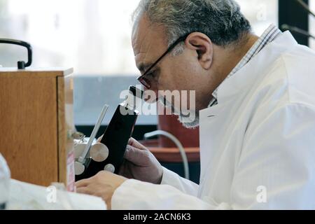 Microbiology laboratory. Microbiologist studying a sample under a microscope. Stock Photo