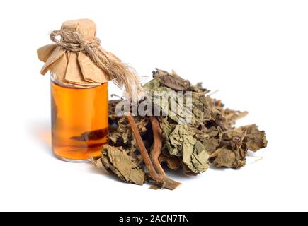 Dried Pachouli plant. Isolated on white background Stock Photo
