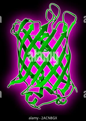 Green fluorescent protein molecule. Computer model showing the secondary structure of a molecule of green fluorescent protein (GFP). GFP is found in t Stock Photo