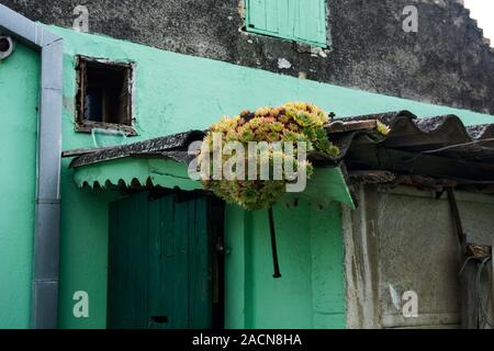 A plant called ordinary house leaf, which grows in many places and yards. People believe in its healing and protective properties. Often growing on ro Stock Photo