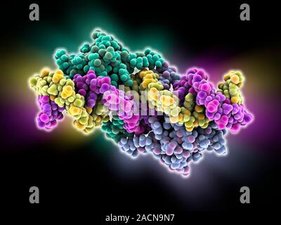 LAC repressor bound to DNA. Molecular model of a LAC (lactose) repressor molecule (green and blue) interacting with bacterial DNA (deoxyribonucleic ac Stock Photo