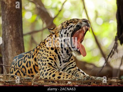 Jaguar yawning. Female jaguar (Panthera onca) resting in a forest. Photographed in the Pantanal, Brazil. Stock Photo