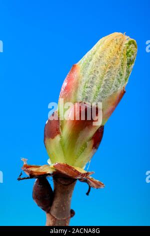 Horse chestnut (Aesculus hippocastanum) leaf bud opening in the spring. Stock Photo