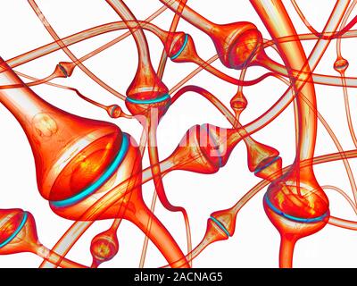 Synapses. Computer artwork of synapses, the junction between nerve cells (orange). Synapses transmit electrical signals from one nerve cell to the nex Stock Photo