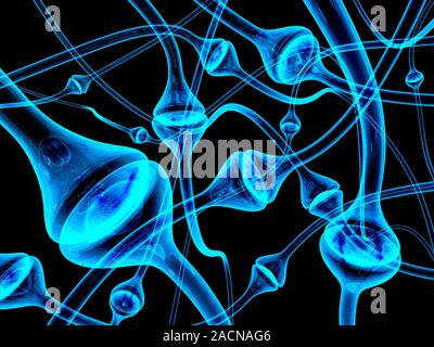 Synapses. Computer artwork of synapses, the junction between nerve cells (blue). Synapses transmit electrical signals from one nerve cell to the next. Stock Photo