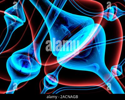 Synapses. Computer artwork of synapses, the junction between nerve cells (blue). Synapses transmit electrical signals from one nerve cell to the next. Stock Photo