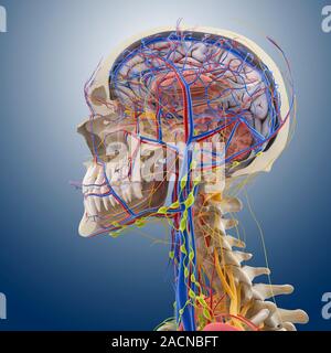Head and neck anatomy, computer artwork. The skull is cut-away to show the cerebral cortex (grey) and the cerebellum (pink, bottom right) of the brain Stock Photo