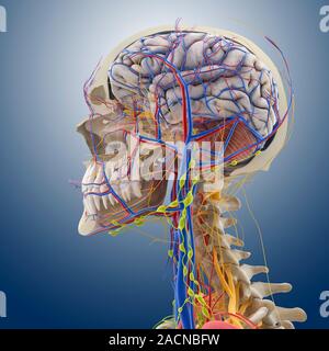 Head and neck anatomy, computer artwork. The skull is cut-away to show the cerebral cortex (grey) and the cerebellum (pink, striped) of the brain. The Stock Photo