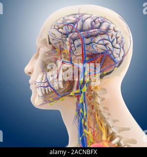Head and neck anatomy, computer artwork. The skull is cut-away to show the cerebral cortex (grey) and the cerebellum (pink, striped) of the brain. The Stock Photo