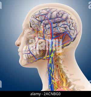 Head and neck anatomy, computer artwork. The skull is cut-away to show the cerebral cortex (grey) and the cerebellum (pink, striped) of the brain. The Stock Photo