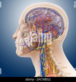 Head and neck anatomy, computer artwork. The skull is cut-away to show the cerebral cortex (grey) and the cerebellum (pink, bottom right) of the brain Stock Photo