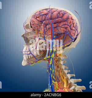 Head and neck anatomy, computer artwork. The skull is cut-away to show the cerebral cortex (pink, folded) and the cerebellum (pink, striped) of the br Stock Photo