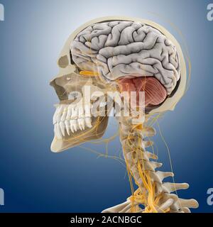 Head and neck anatomy, computer artwork. The skull is cut-away to show the cerebral cortex (grey) and the cerebellum (pink, striped) of the brain. The Stock Photo