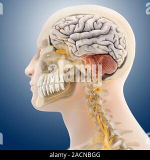 Head and neck anatomy, computer artwork. The skull is cut-away to show the cerebral cortex (grey) and the cerebellum (pink, striped) of the brain. The Stock Photo