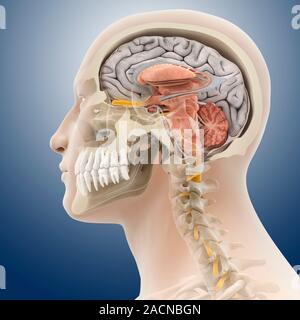 Head and neck anatomy, computer artwork. The skull is cut-away to show the cerebral cortex (grey) and the cerebellum (pink, bottom right) of the brain Stock Photo