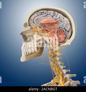 Head and neck anatomy, computer artwork. The skull is cut-away to show the cerebral cortex (grey) and the cerebellum (pink, bottom right) of the brain Stock Photo
